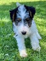 Ava, a female Wire Fox Terrier for sale in Bonaparte, IA – 3 of 10