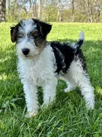 Ava, a female Wire Fox Terrier for sale in Bonaparte, IA – 8 of 10
