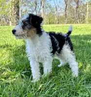 Ava, a female Wire Fox Terrier for sale in Bonaparte, IA – 9 of 10