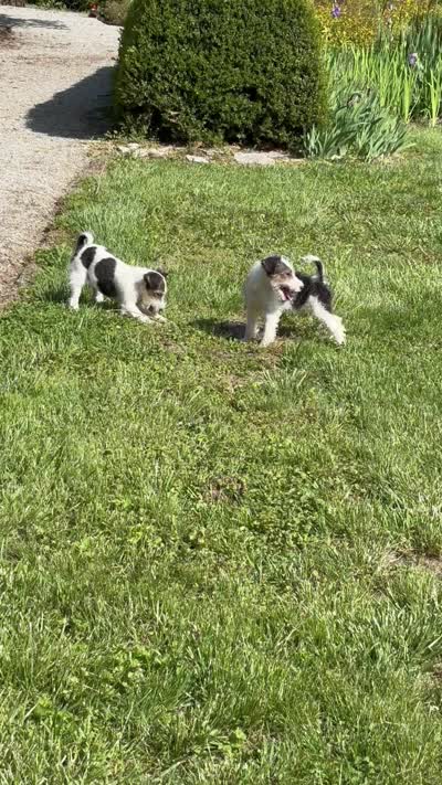 Alice, a female Wire Fox Terrier for sale in Bonaparte, IA – 9 of 10