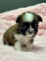 Grace, a female Shih Tzu for sale in Bonaparte, IA – 4 of 8