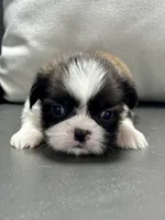 Gabe, a male Shih Tzu for sale in Bonaparte, IA – 4 of 8