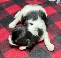 Hilda, a male Shichon for sale in Bonaparte, IA – 7 of 7