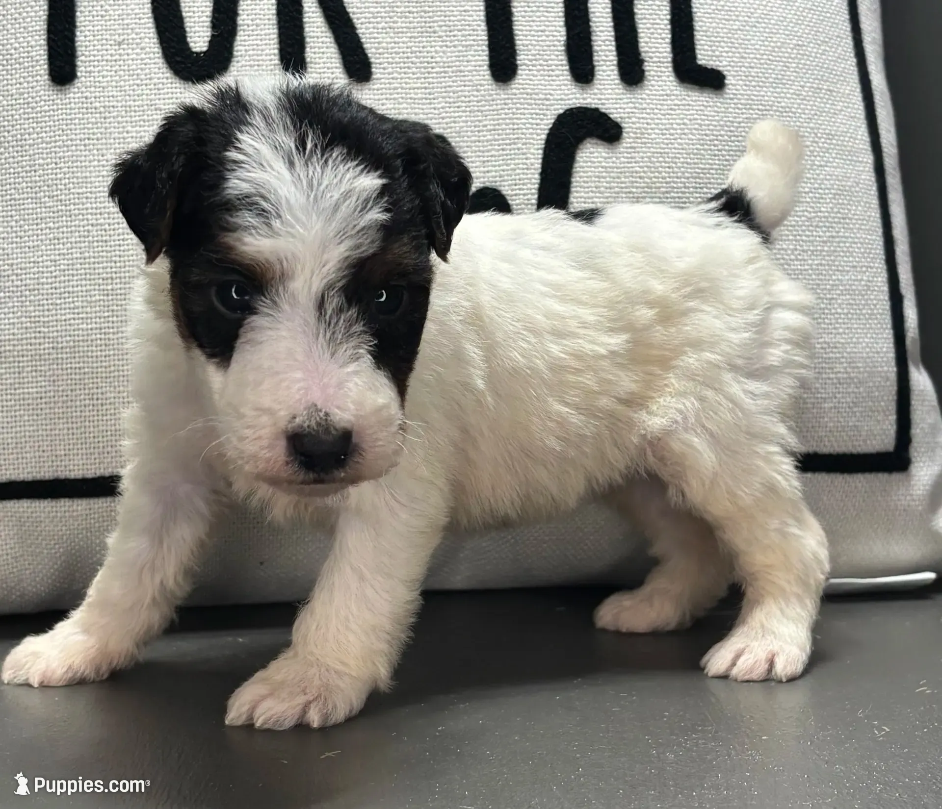 Quenby, a female Wire Fox Terrier for sale in Bonaparte, IA – 2 of 10