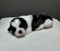 Herb, a male Shichon for sale in Bonaparte, IA – 4 of 7
