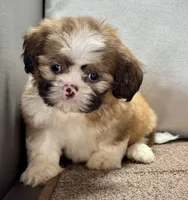 Xena, a female Shih Tzu for sale in Bonaparte, IA – Photo 8 of 10