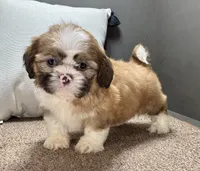 Xena, a female Shih Tzu for sale in Bonaparte, IA – Photo 6 of 10