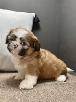 Xena, a female Shih Tzu for sale in Bonaparte, IA – Photo 4 of 10