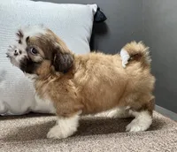 Xena, a female Shih Tzu for sale in Bonaparte, IA – Photo 5 of 10