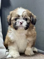 Xena, a female Shih Tzu for sale in Bonaparte, IA – Photo 3 of 10