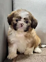 Xena, a female Shih Tzu for sale in Bonaparte, IA – Photo 9 of 10