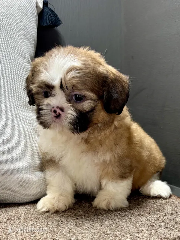 Xena – Shih Tzu puppy for sale in Bonaparte, IA