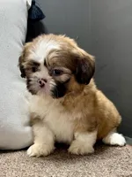 Xena, a female Shih Tzu for sale in Bonaparte, IA – Photo 1 of 10