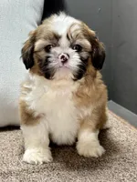 Xena, a female Shih Tzu for sale in Bonaparte, IA – Photo 2 of 10