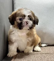 Xena, a female Shih Tzu for sale in Bonaparte, IA – Photo 10 of 10