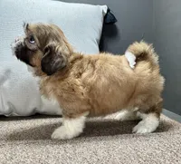 Xena, a female Shih Tzu for sale in Bonaparte, IA – Photo 7 of 10