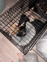 Aspen, a female German Shepherd Dog for sale in Fort Campbell, KY – 2 of 3