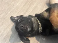 Aspen, a female German Shepherd Dog for sale in Fort Campbell, KY – 3 of 3