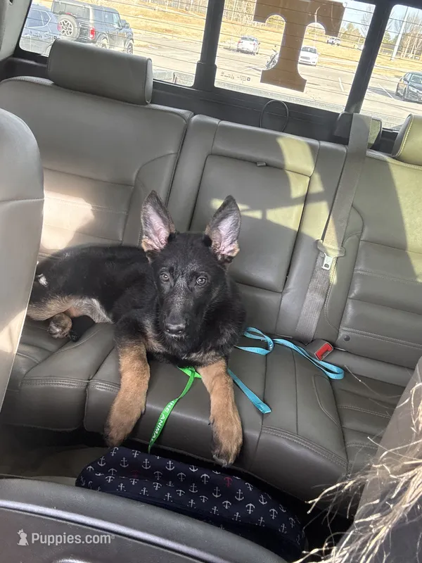 Aspen – German Shepherd Dog puppy for sale in Fort Campbell, KY