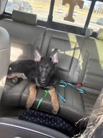 Aspen, a female German Shepherd Dog for sale in Fort Campbell, KY – 1 of 3