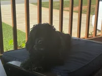 'Bama, a female Cocker Spaniel for sale in Catawba, NC – 4 of 9