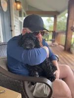 'Bama, a female Cocker Spaniel for sale in Catawba, NC – 3 of 9
