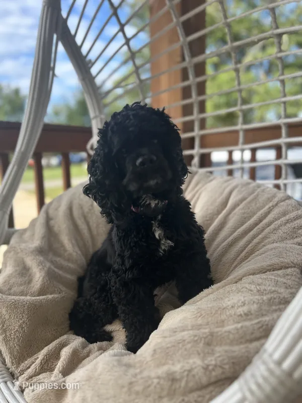 'Bama – Cocker Spaniel puppy for sale in Catawba, NC