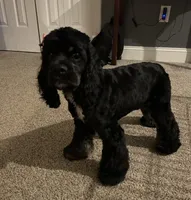 'Bama, a female Cocker Spaniel for sale in Catawba, NC – 6 of 9