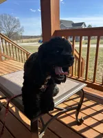 'Bama, a female Cocker Spaniel for sale in Catawba, NC – 5 of 9
