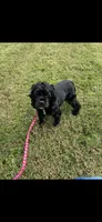 'Bama, a female Cocker Spaniel for sale in Catawba, NC – 9 of 9