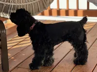 'Bama, a female Cocker Spaniel for sale in Catawba, NC – 8 of 9
