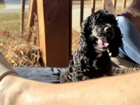 'Bama, a female Cocker Spaniel for sale in Catawba, NC – 7 of 9