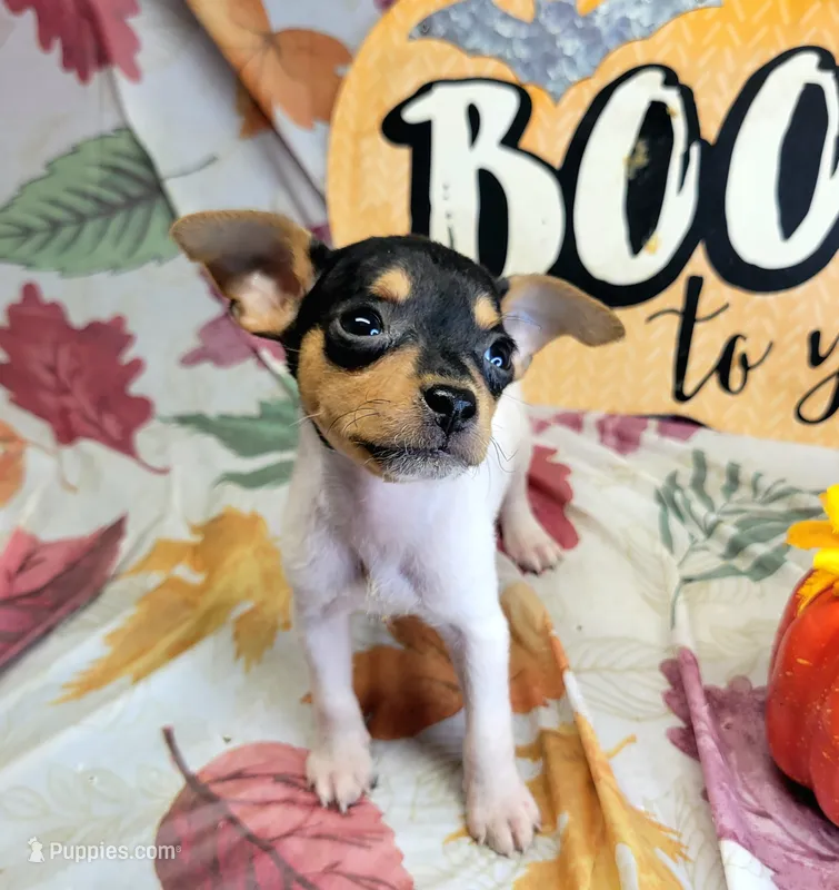 Victoria – Rat Terrier puppy for sale in Miami, FL