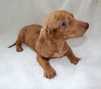 Señorita , a female Miniature Dachshund for sale in Miami, FL – 8 of 10