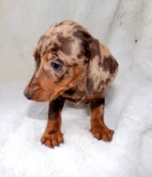Cafecito , a female Miniature Dachshund for sale in Miami, FL – 2 of 4