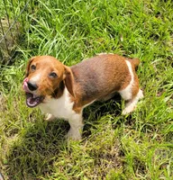 Willow , a female Yorkshire Terrier and Miniature Dachshund for sale in Miami, FL – 1 of 8