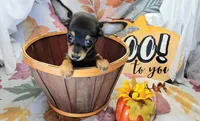 Gus, a male Chiweenie for sale in Fort Myers, FL – 5 of 8