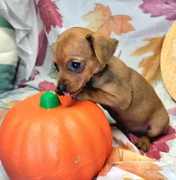 Lily, a female Miniature Pinscher for sale in Miami, FL – 2 of 8