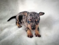 Lizzy, a female Chiweenie for sale in Miami, FL – 4 of 5
