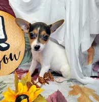 Gladys, a female Rat Terrier for sale in Miami, FL – 2 of 7