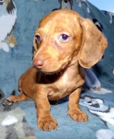 Señorita , a female Miniature Dachshund for sale in Miami, FL – 3 of 10