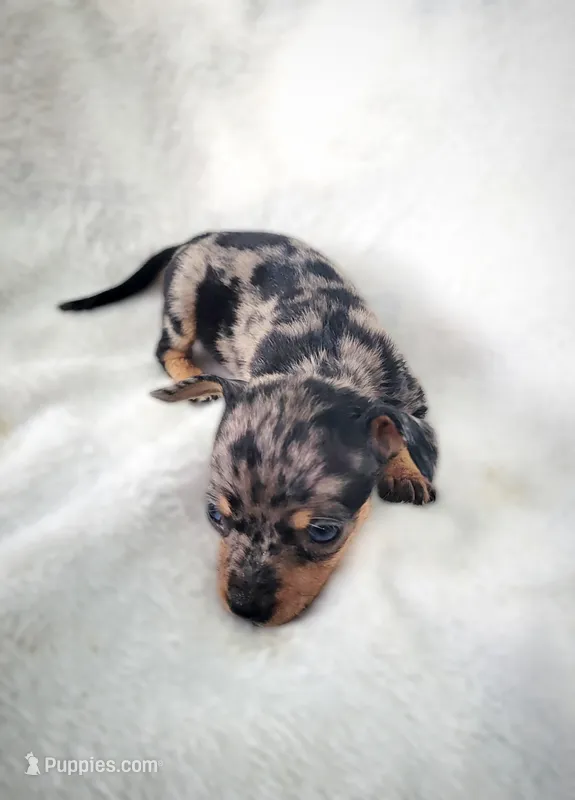 Lizzy – Chiweenie puppy for sale in Miami, FL
