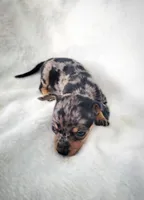 Lizzy, a female Chiweenie for sale in Miami, FL – 1 of 5