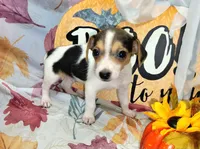Gladiator, a male Rat Terrier for sale in Miami, FL – 6 of 8