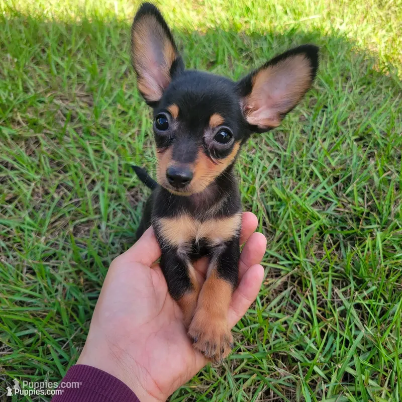 Gus – Chiweenie puppy for sale in Fort Myers, FL