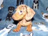 Coffee , a female Miniature Dachshund for sale in Miami, FL – 4 of 4