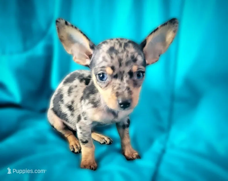 Lizzy – Chiweenie puppy for sale in Miami, FL