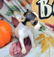 Gloria, a female Rat Terrier for sale in Miami, FL – 7 of 7