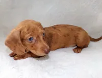 Señorita , a female Miniature Dachshund for sale in Miami, FL – 9 of 10