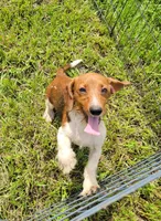 Willow , a female Yorkshire Terrier and Miniature Dachshund for sale in Miami, FL – 2 of 8
